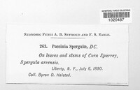 Puccinia arenariae image